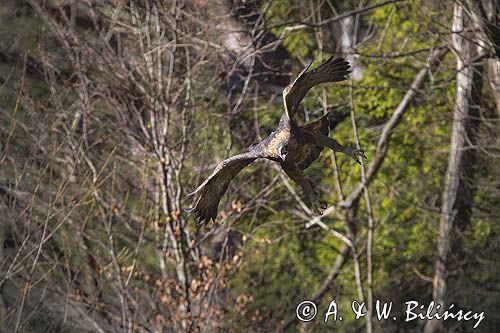 Orzeł przedni, zys, Aquila chrysaetos
