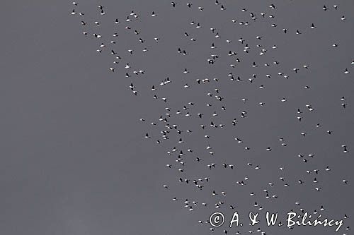 przeloty, Grzywacz, gołąb grzywacz, Columba palumbus