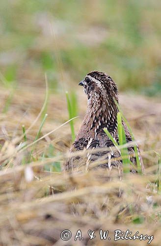 przepiórka, samiec, Coturnix coturnix