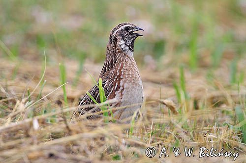 przepiórka, samiec, Coturnix coturnix