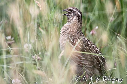 przepiórka, samiec, Coturnix coturnix