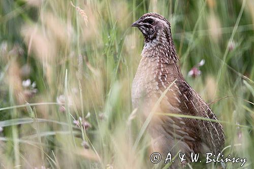 przepiórka, samiec, Coturnix coturnix
