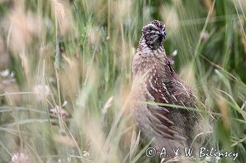przepiórka, samiec, Coturnix coturnix