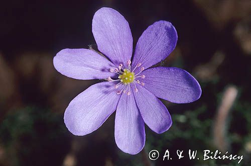 przylaszczka Hepatica nobilis Hepatica nobilis