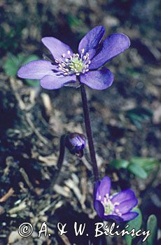 przylaszczki Hepatica nobilis