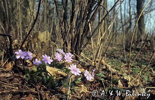 przylaszczki Hepatica nobilis