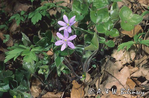 przylaszczki Hepatica nobilis