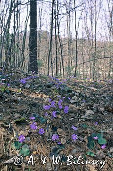 przylaszczki Hepatica nobilis