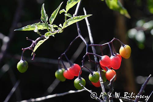 Psianka słodkogórz Solanum dulcamara, słodko-gorzka