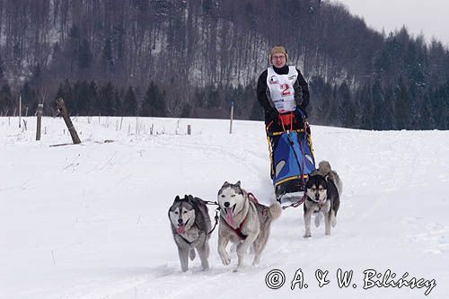 psi zaprzęg, wyścigi psich zaprzęgów, Kager Cup, W krainie wilka, Lutowiska, Bieszczady