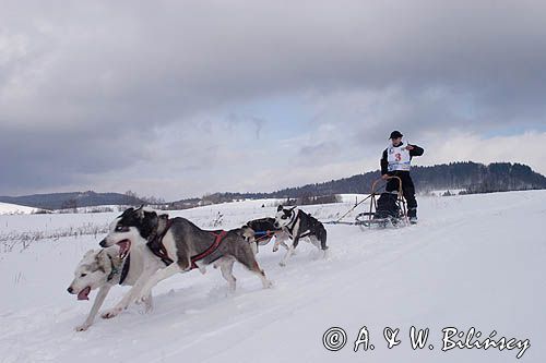 psi zaprzęg, wyścigi psich zaprzęgów, Kager Cup, W krainie wilka, Lutowiska, Bieszczady