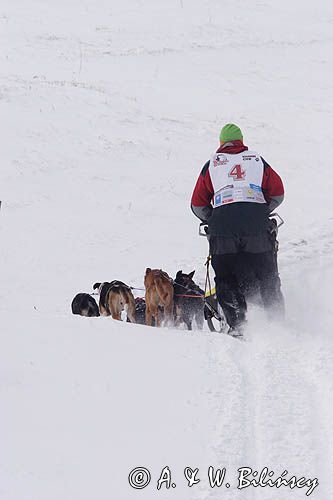 psi zaprzęg, wyścigi psich zaprzęgów, Kager Cup, W krainie wilka, Lutowiska, Bieszczady