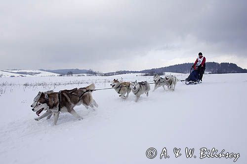 psi zaprzęg, wyścigi psich zaprzęgów, Kager Cup, W krainie wilka, Lutowiska, Bieszczady