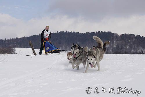 psi zaprzęg, wyścigi psich zaprzęgów, Kager Cup, W krainie wilka, Lutowiska, Bieszczady