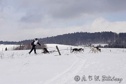 psi zaprzęg, wyścigi psich zaprzęgów, Kager Cup, W krainie wilka, Lutowiska, Bieszczady