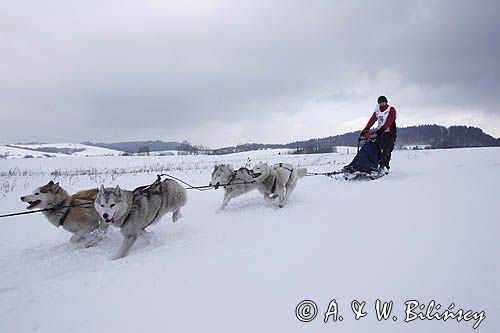 psi zaprzęg, wyścigi psich zaprzęgów, Kager Cup, W krainie wilka, Lutowiska, Bieszczady