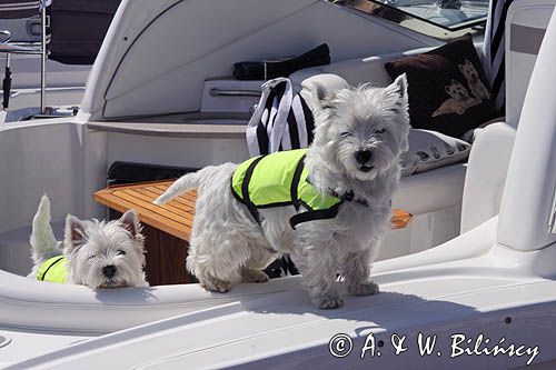 psy rasy west highland white terrier na jachcie motorowym, kapoki dla zwierząt west highland white terrier on the yacht