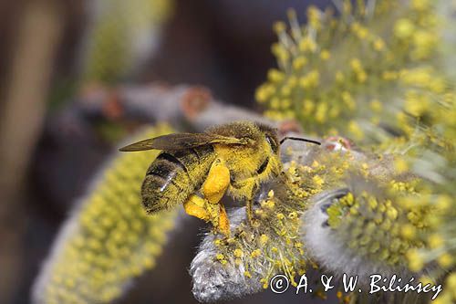 Wierzba iwa Salix caprea L.) kwiatostany męskie i Pszczoła miodna Apis mellifera L., syn. Apis mellifica L.)