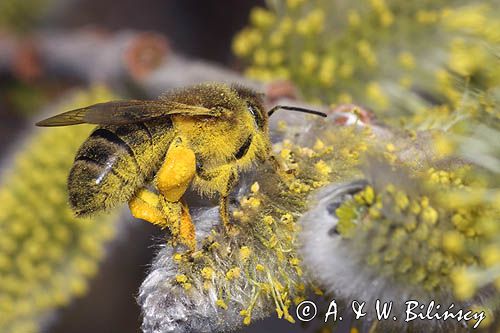 Wierzba iwa Salix caprea L.) kwiatostany męskie i Pszczoła miodna Apis mellifera L., syn. Apis mellifica L.)