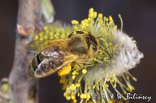 Wierzba iwa Salix caprea L.) kwiatostany męskie i Pszczoła miodna Apis mellifera L., syn. Apis mellifica L.)