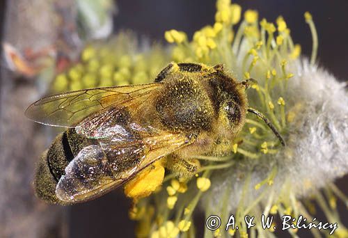 Wierzba iwa Salix caprea L.) kwiatostany męskie i Pszczoła miodna Apis mellifera L., syn. Apis mellifica L.)