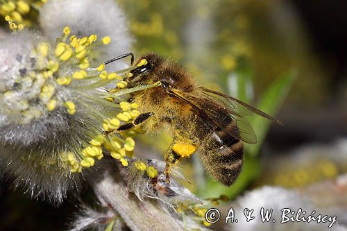 Wierzba iwa Salix caprea L.) kwiatostany męskie i Pszczoła miodna Apis mellifera L., syn. Apis mellifica L.)