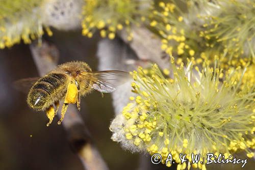 Wierzba iwa Salix caprea L.) kwiatostany męskie i Pszczoła miodna Apis mellifera L., syn. Apis mellifica L.)