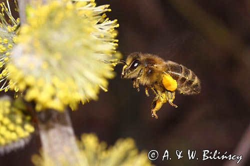 Wierzba iwa Salix caprea L.) kwiatostany męskie i Pszczoła miodna Apis mellifera L., syn. Apis mellifica L.)