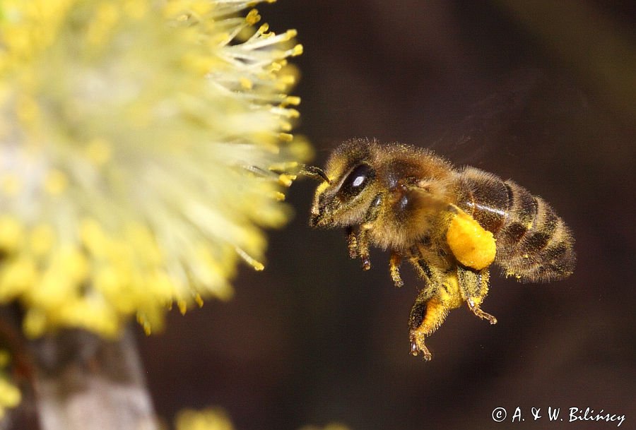 Wierzba iwa Salix caprea L.) kwiatostany męskie i Pszczoła miodna Apis mellifera L., syn. Apis mellifica L.)