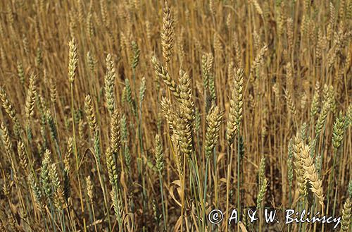 pszenica Triticum L.) pole