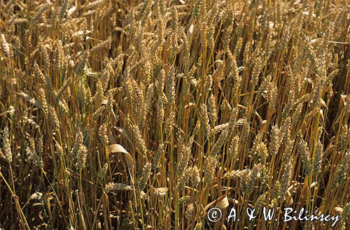 pszenica Triticum L.) pole