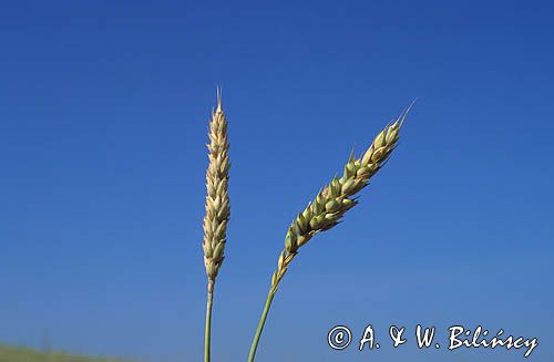 pszenica Triticum L.)