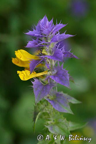 Melampyrum nemorosum pszeniec gajowy) ,