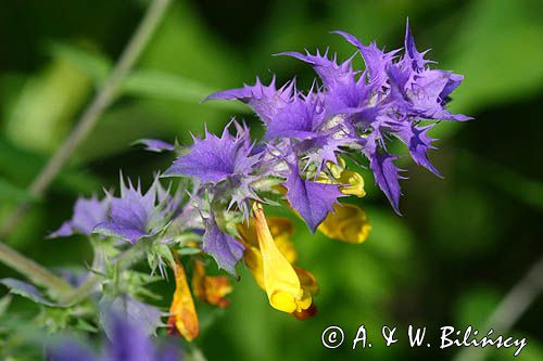 Melampyrum nemorosum pszeniec gajowy) ,