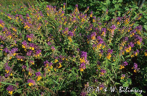 Pszeniec gajowy Melampyrum nemorosum L.)