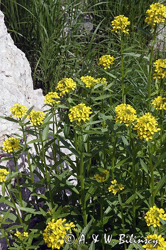 Erysimum pieninicum pszonak pieniński) ,