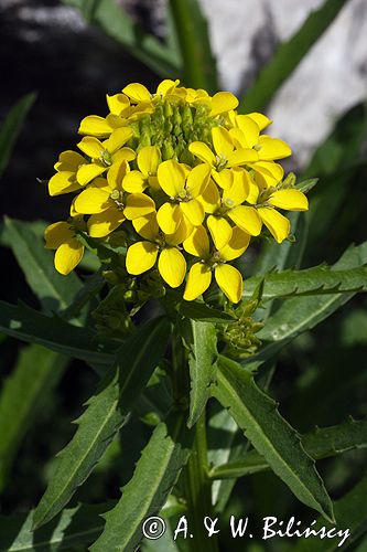 Erysimum pieninicum pszonak pieniński) ,