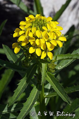 Erysimum pieninicum pszonak pieniński) ,