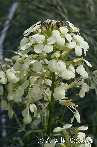 Erysimum wittmannii pszonak Wittmanna) ,