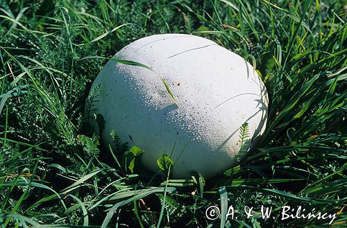 purchawica olbrzymia, Langermannia gigantea