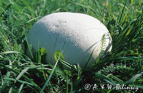 purchawica olbrzymia, Langermannia gigantea