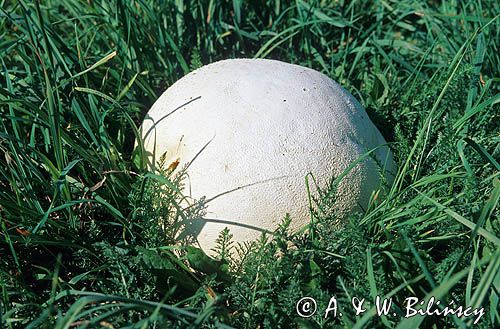 purchawica olbrzymia, Langermannia gigantea