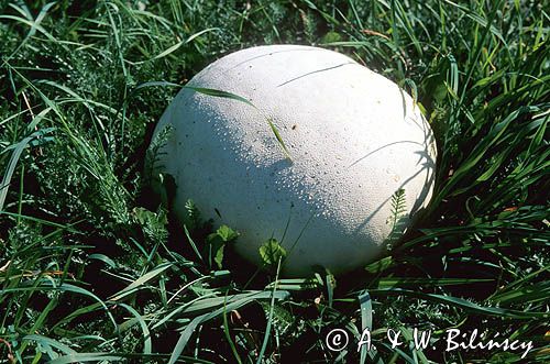 purchawica olbrzymia, Langermannia gigantea