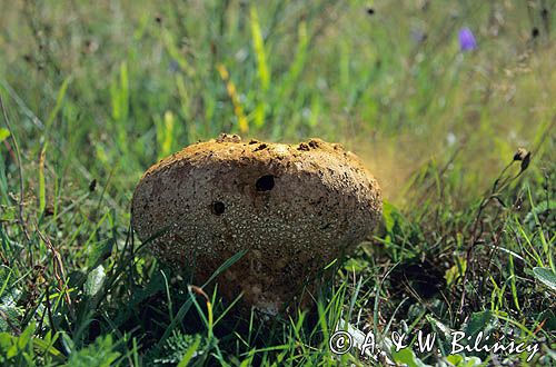 purchawka Lycoperdon, common name: Puffball