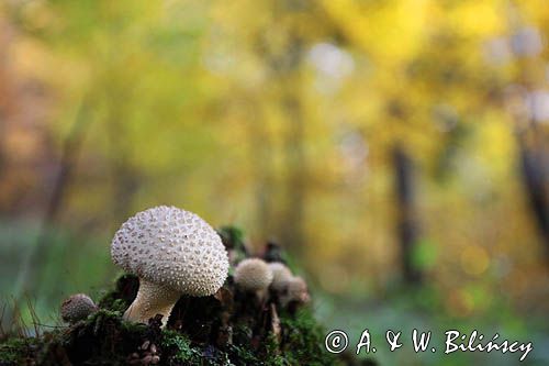 purchawka chropowata, Lycoperdon perlatum, purchawka, Lycoperdon, las bukowy, Bieszczady