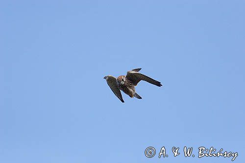 Pustułka Falco tinnunculus) w locie, samica