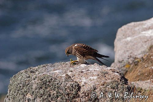 Pustułka Falco tinnunculus) na klifach koło Hammerhavn, wyspa Bornholm, Dania