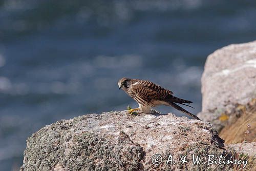 Pustułka Falco tinnunculus) na klifach koło Hammerhavn, wyspa Bornholm, Dania