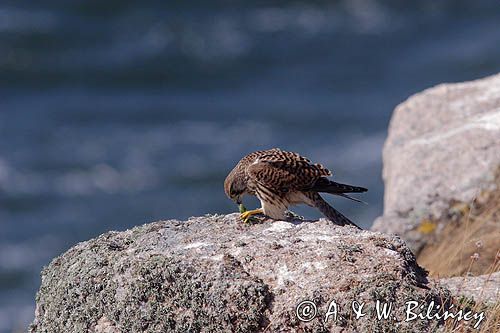 Pustułka Falco tinnunculus) na klifach koło Hammerhavn, wyspa Bornholm, Dania