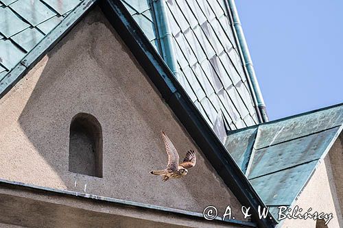 Pustułka, Falco tinnunculus, kościół Franciszkanów w Sanoku